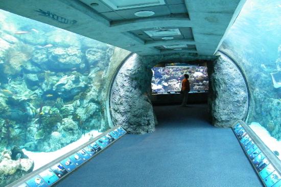 Aquarium of the Pacific, Los Angeles - Book Tickets & Tours