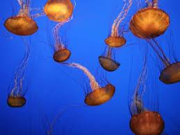 Jelly Fish..