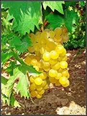 Muscat Moscato Grapes...