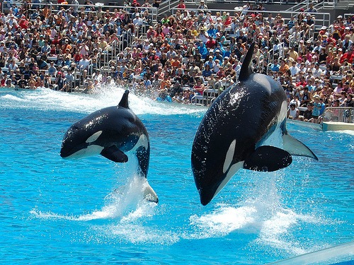 Best SeaWorld San Diego Places to Stay