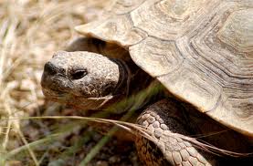 Desert Tortoise...