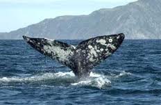 Gray Whale...