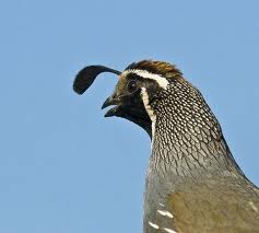 California Valley Quail..