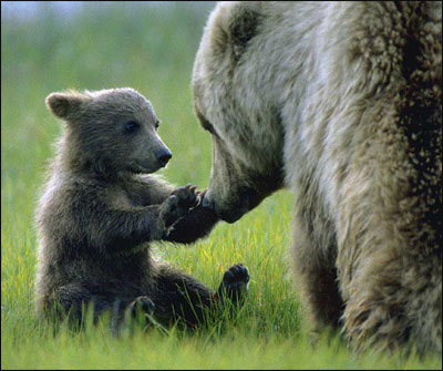 Grizzly Bears...