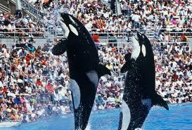 Shamu at Sea World..