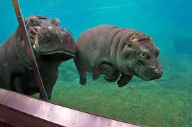 Little baby Hippo!..