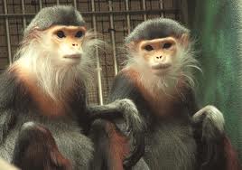 Monkeys!..