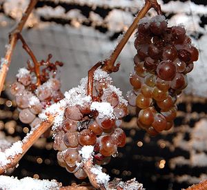 Ice Wine Grapes...