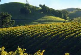 California Vineyard..