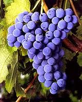 Cabernet Franc Grapes...