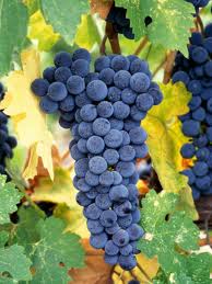 Cabernet Sauvignon Grapes..