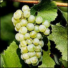 Chardonnay Grapes...