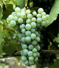 Chenin Blanc Grapes...