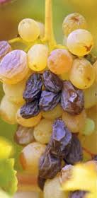 Dessert Wine Grapes..