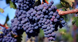 Merlot Grapes...