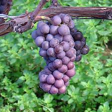 Pinot Grigio Grapes..