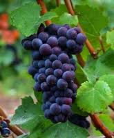 Pinot Noir Grapes...