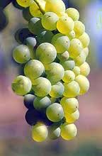 Sauvignon Blanc Grapes...