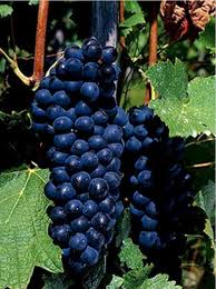 Syrah or Shiraz Grapes..
