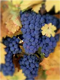 Zinfandel Grapes...