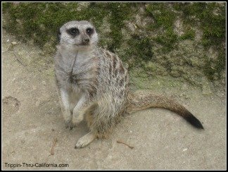 Los Angeles Zoo