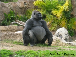 Los Angeles Zoo