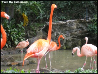 Los Angeles Zoo