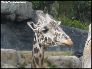 Los Angeles Zoo
