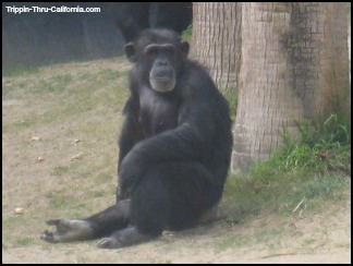 Los Angeles Zoo