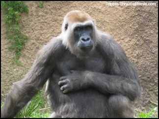 Los Angeles Zoo