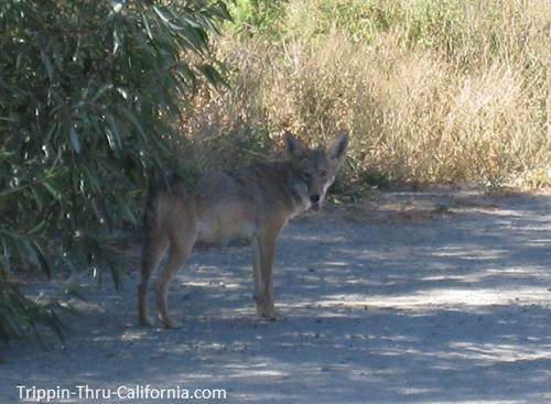 Coyote..