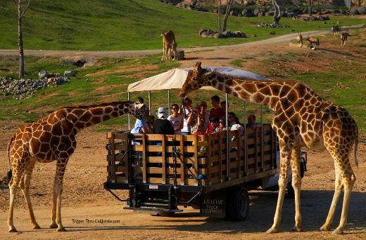 safari park san diego hours sunday