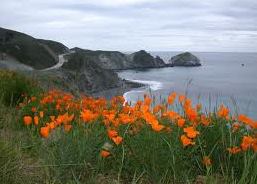 Golden Poppies...