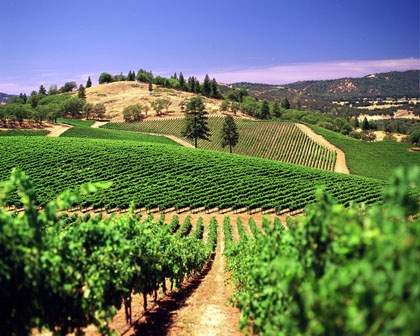 California Vineyard..