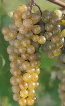 Riesling Grapes...