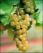 Viognier Grapes...